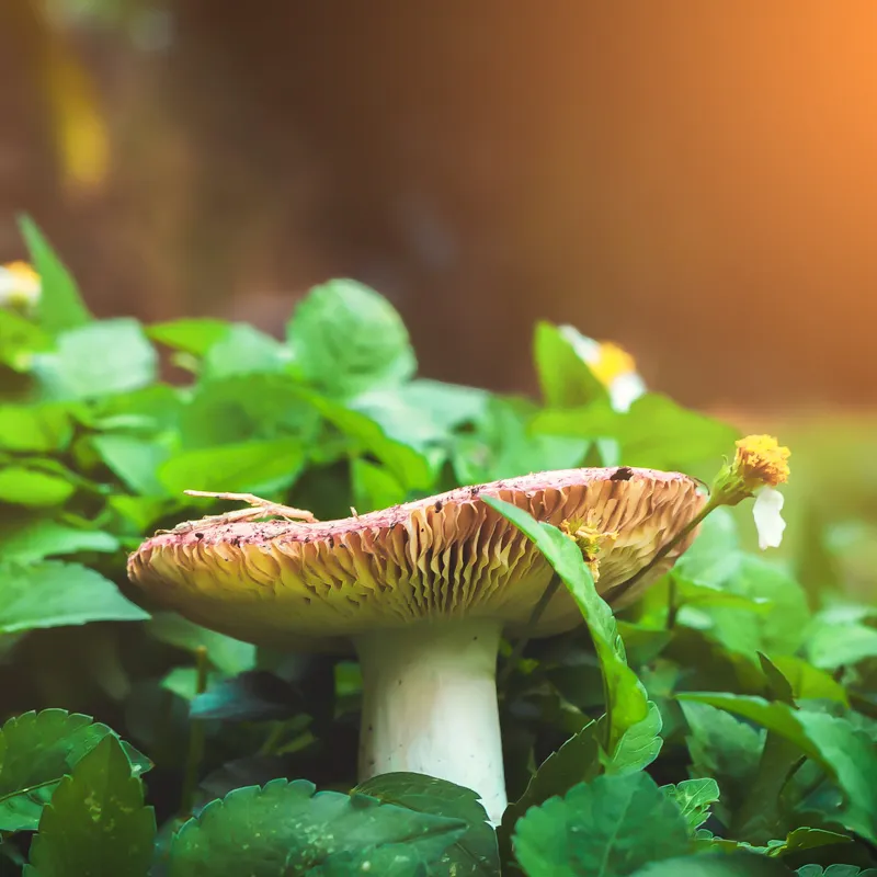 Quis molestiae facil